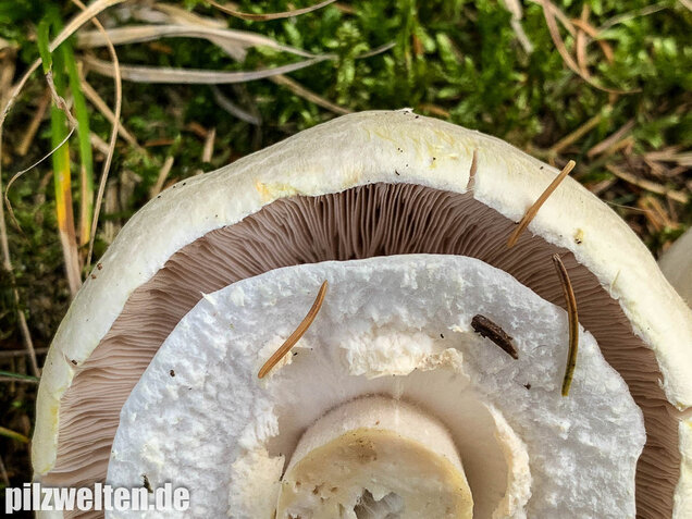 Dünnfleischiger Anischampignon, Agaricus silvicola