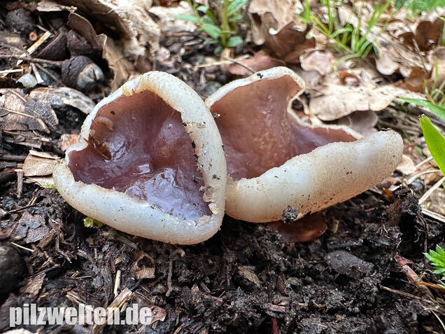 Braunvioletter Brandstellenbecherling, Violetter Becherling, Geoscypha violacea