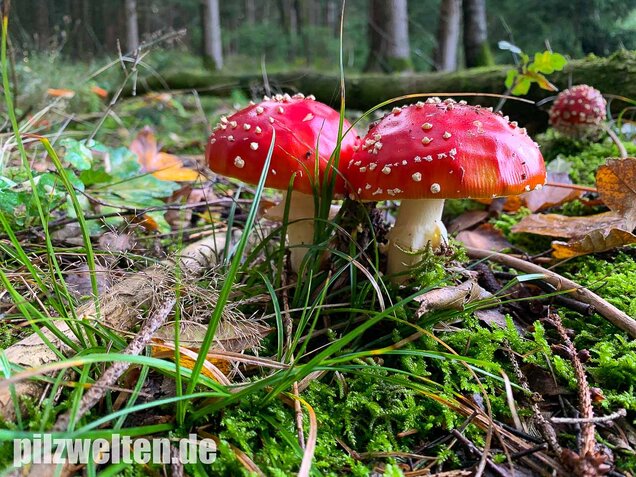 Fliegenpilz, Amanita muscaria