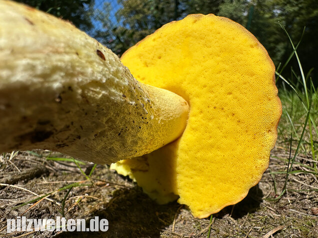 Gehämmerter Röhrling, Hemileccinum depilatum