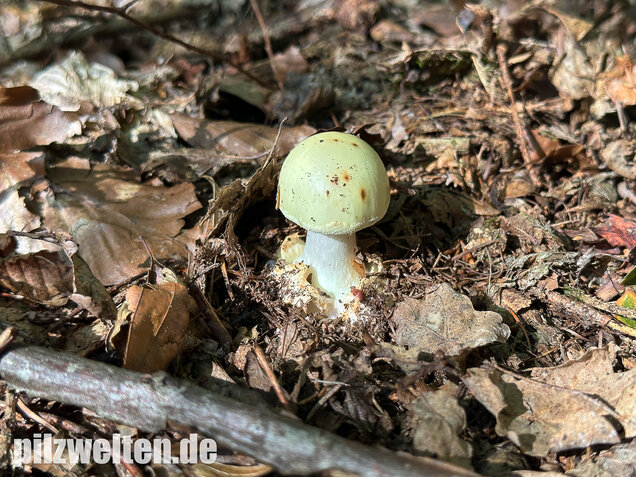 Gelber Knollenblätterpilz, Amanita citrina