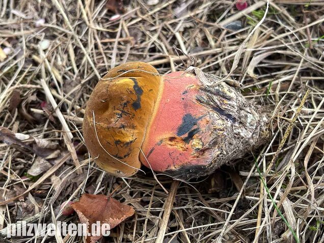 Gelbfüßiger Hexenröhrling, Neoboletus xanthopus