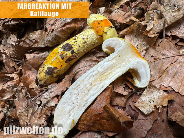 Goldzahn-Schneckling, Hygrophorus chrysodon