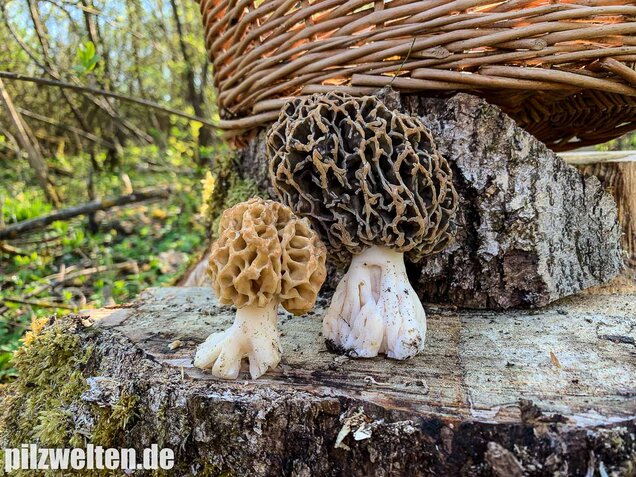 Graue Speisemorchel, Morchella vulgaris