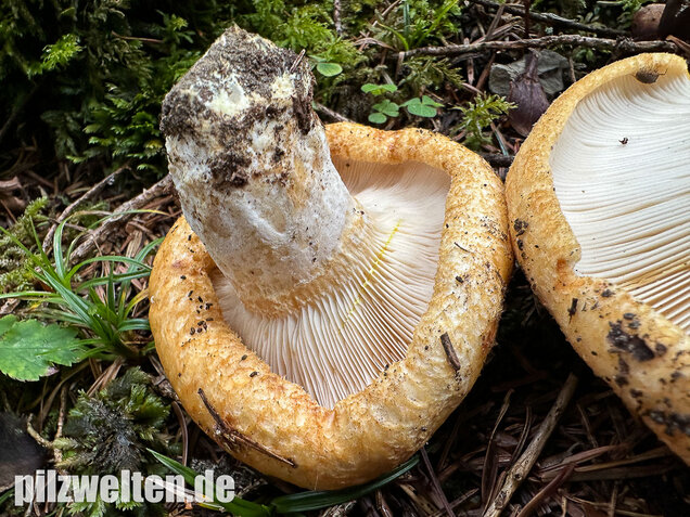 Grubiger Weißtannenmilchling, Lactarius intermedius