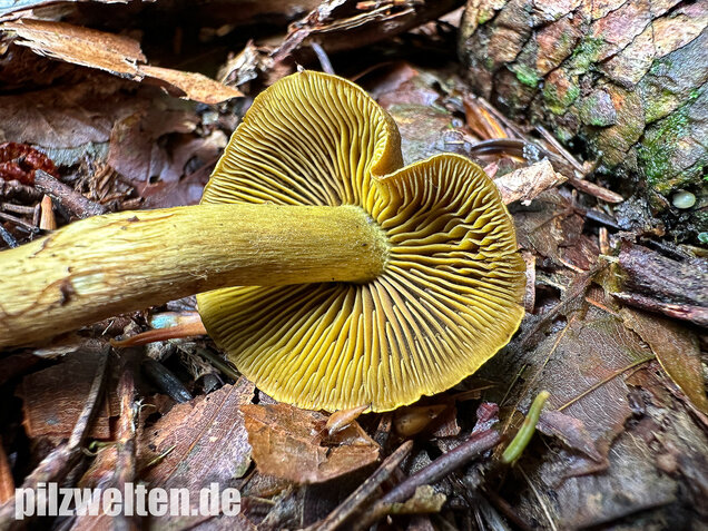 Grünblättriger Hautkopf, Hainbuchenhautkopf, Cortinarius olivaceofuscus