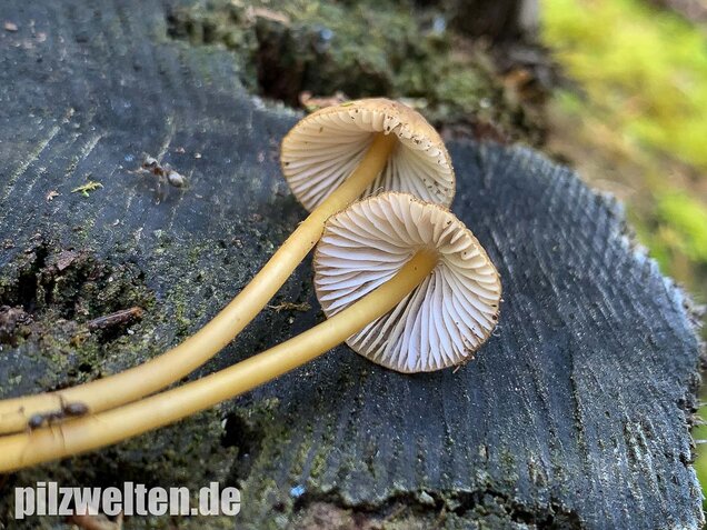 Grünschneidiger Helmling, Mycena viridimarginata