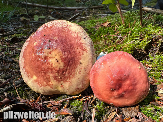 Hohlstieltäubling, Weißtannentäubling, Russula cavipes