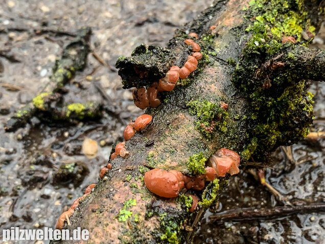 Kirschbaum-Kraterpilz, Craterocolla cerasi