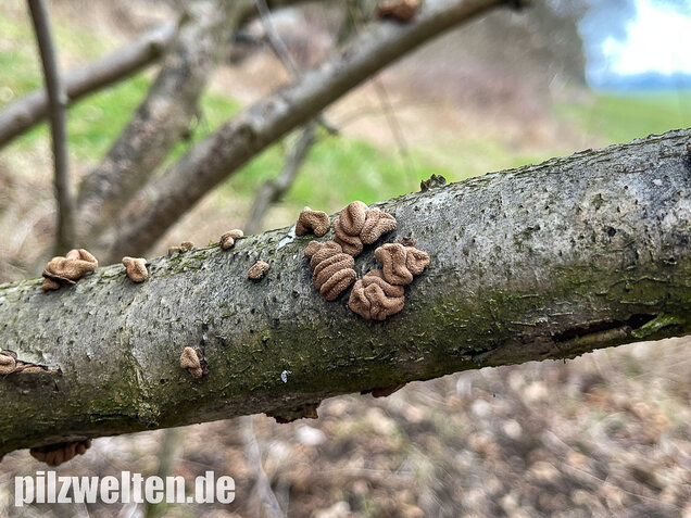 Hasel-Kleiebecherling, Haselbecherling, Encoelia furfuracea