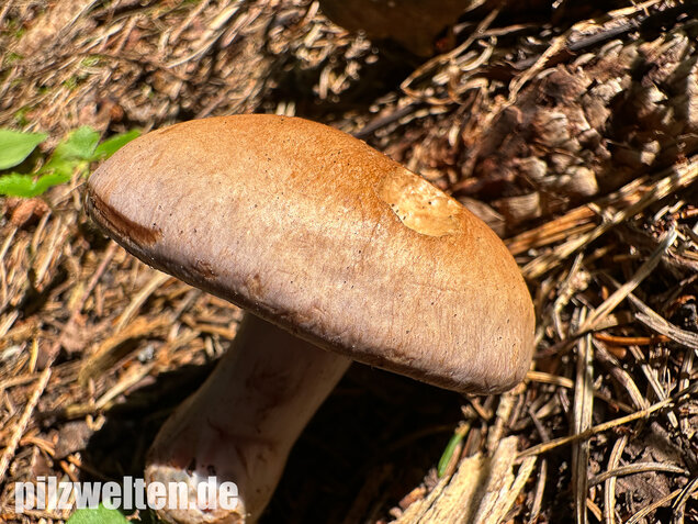 Verfärbender Schleimkopf, Cortinarius largus
