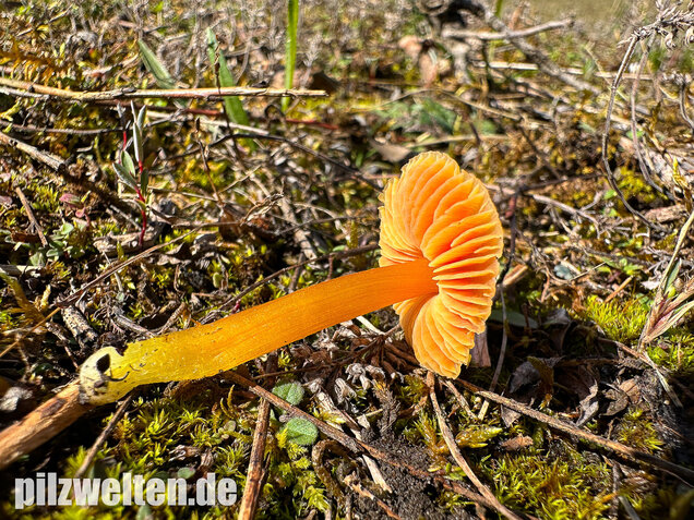 Kugelsporiger Saftling, Hygrocybe subglobispora