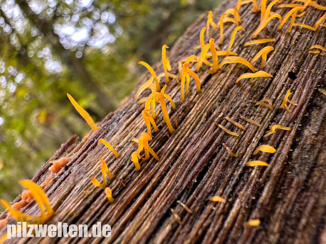 Laubholzhörnling, Calocera cornea