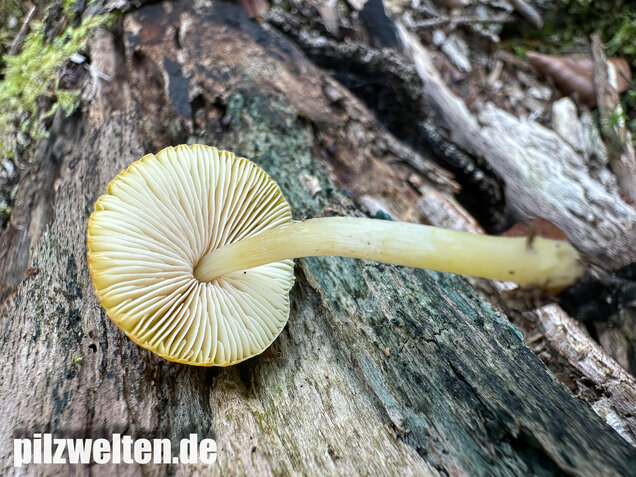 Löwengelber Dachpilz, Pluteus leoninus