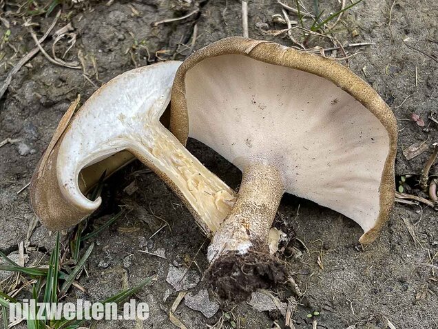 Maiporling, Lentinus substrictus