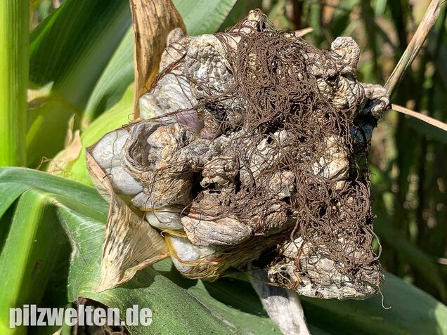 Maisbeulenbrand, Ustilago maydis