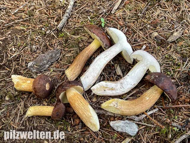 Maronenröhrling, Imleria badia