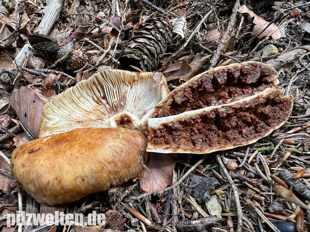 Morsetäubling, Marzipantäubling, Russula illota