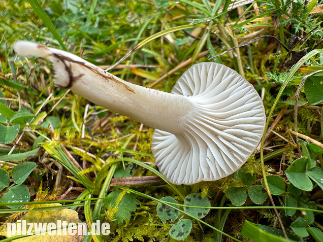 Ockerblasser Jungfernellerling, Cuphophyllus ochraceopallidus
