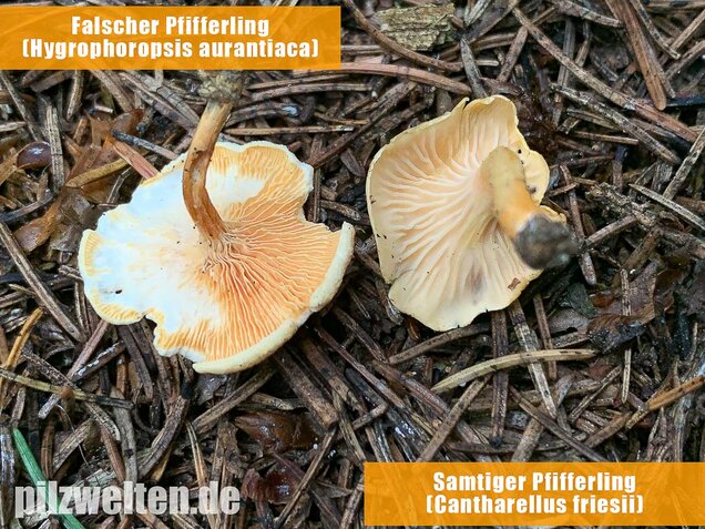 Samtiger Pfifferling, Cantharellus friesii