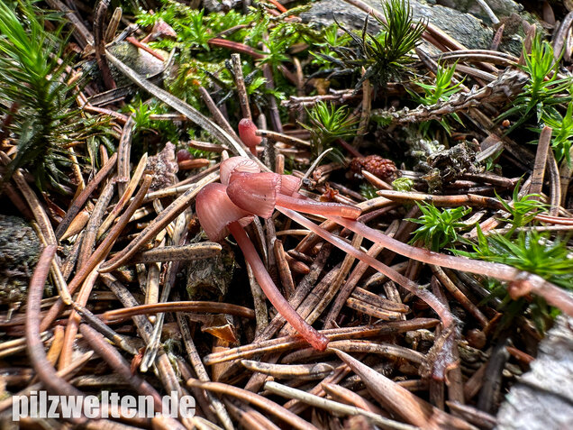 Purpurschneidiger Bluthelmling, Kleiner Bluthelmling, Mycena sanguinolenta