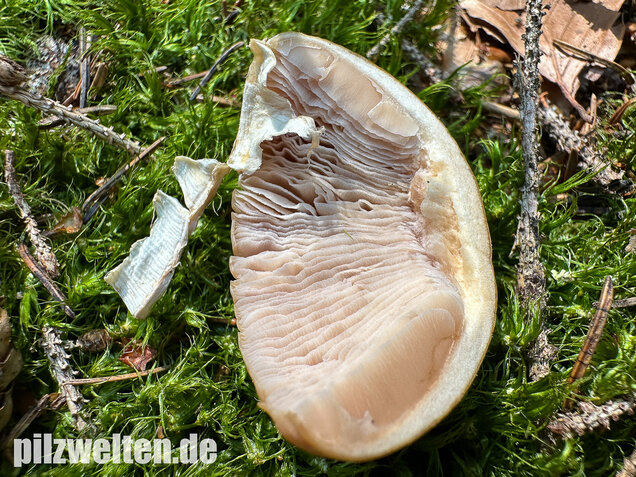 Reifpilz, Cortinarius caperatus