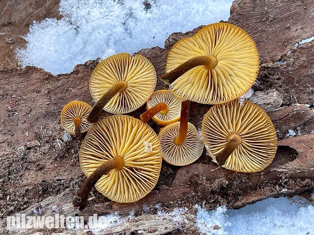 Samtfußrübling, Winterrübling, Flammulina velutipes