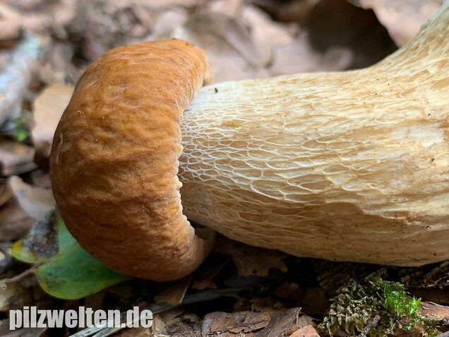 Sommersteinpilz, Boletus aestivalis