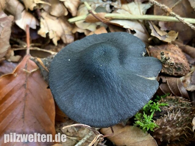 Stahlblauer Rötling, Entoloma nitidum