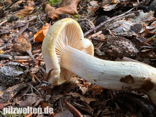 Gelbverfärbender Schneckling, Hygrophorus discoxanthus