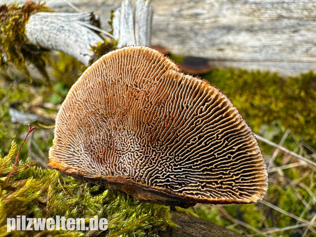 Tannenblättling, Gloeophyllum abietinum