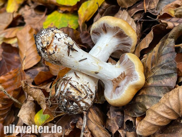 Ziegelgelber Schleimkopf, Semmelgelber Schleimkopf, Cortinarius varius
