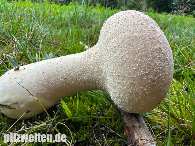 Beutelstäubling, Lycoperdon excipuliforme