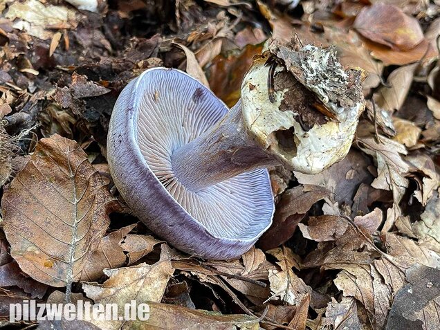 Blauer Klumpfuß, Cortinarius caerulescens
