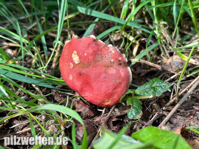 Blutroter Filzröhrling, Blutroter Röhrling, Hortiboletus rubellus