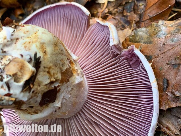 Bocksdickfuß, Cortinarius camphoratus