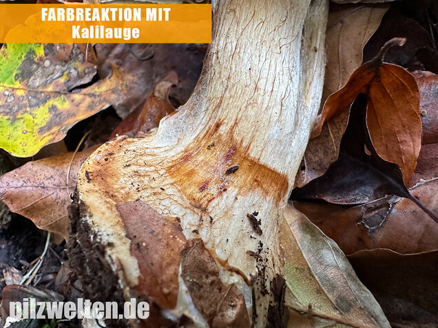 Breitknolliger Klumpfuß, Cortinarius saporatus