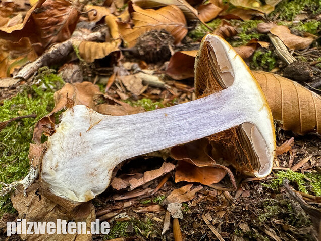 Buchenklumpfuß, Cortinarius anserinus