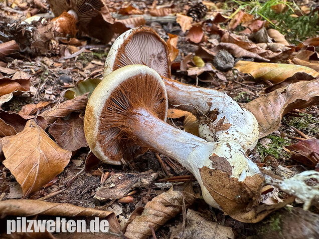 Buchenklumpfuß, Cortinarius anserinus