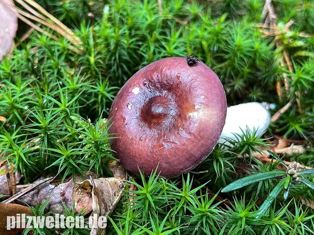 Buckeltäubling, Russula caerulea