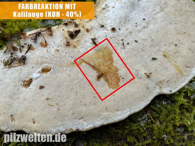 Buckeltramete, Trametes gibbosa