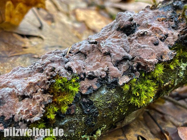 Eichen-Zystidenrindenpilz, Peniophora quercina
