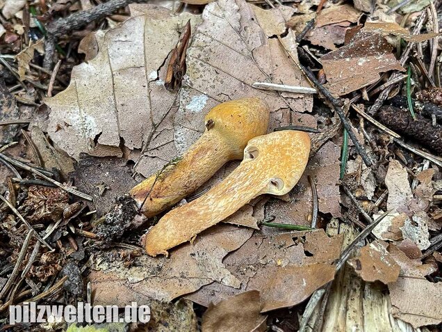 Filziger Gelbfuß, Chroogomphus helveticus