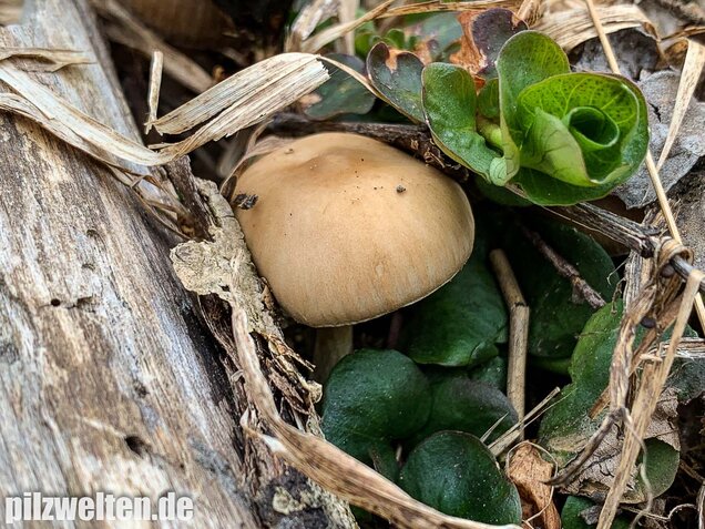 Früher Faserling, Schmalblättriger Faserling, Psathyrella spadiceogrisea