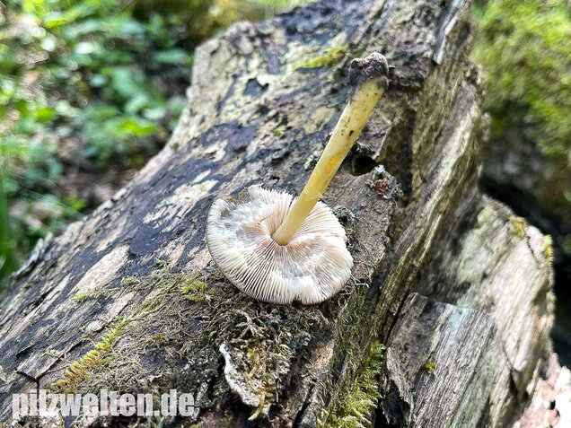 Gelbstieliger Dachpilz, Pluteus romellii