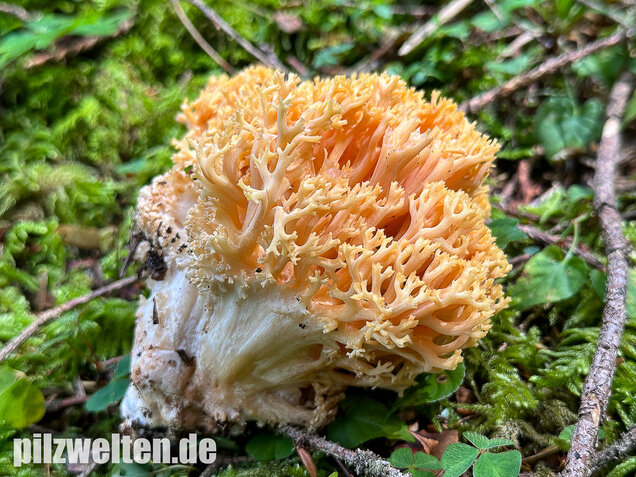 Gelbwerdende Koralle, Rosagelbliche Koralle, Ramaria flavescens