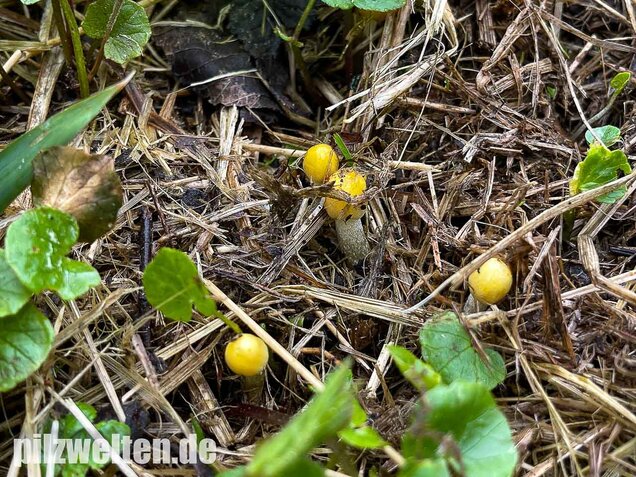 Goldmistpilz, Bolbitius titubans