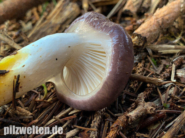 Großer Schmierling, Kuhmaul, Gomphidius glutinosus