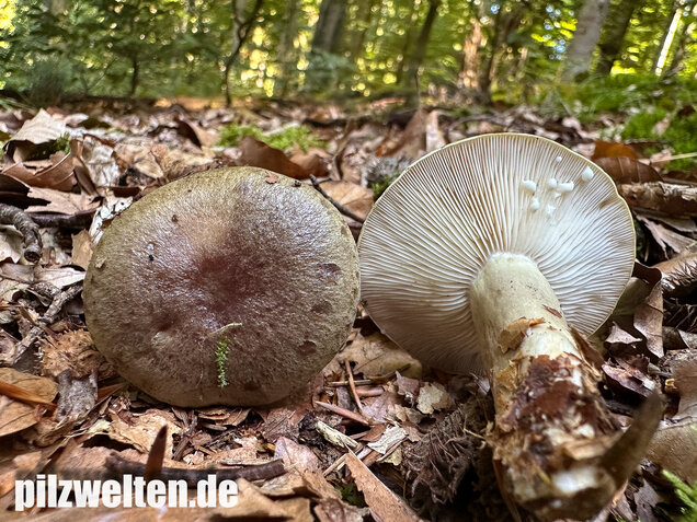 Graugrüner Milchling, Lactarius blennius