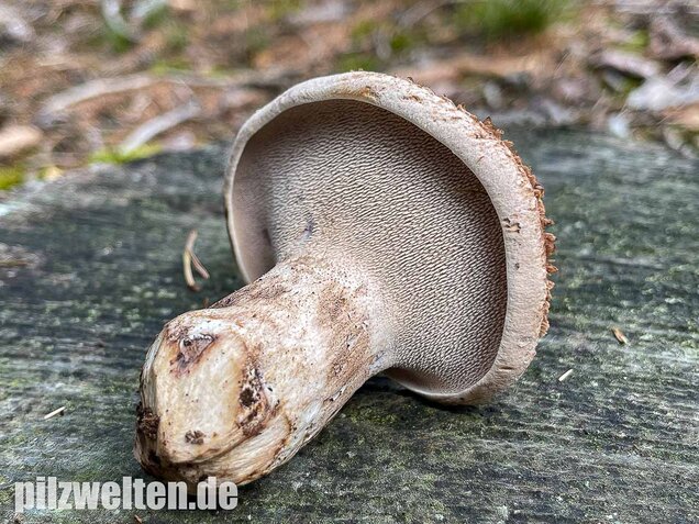 Habichtspilz, Sarcodon imbricatus